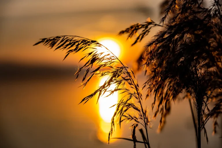PACE0279_def_web_4_11zon