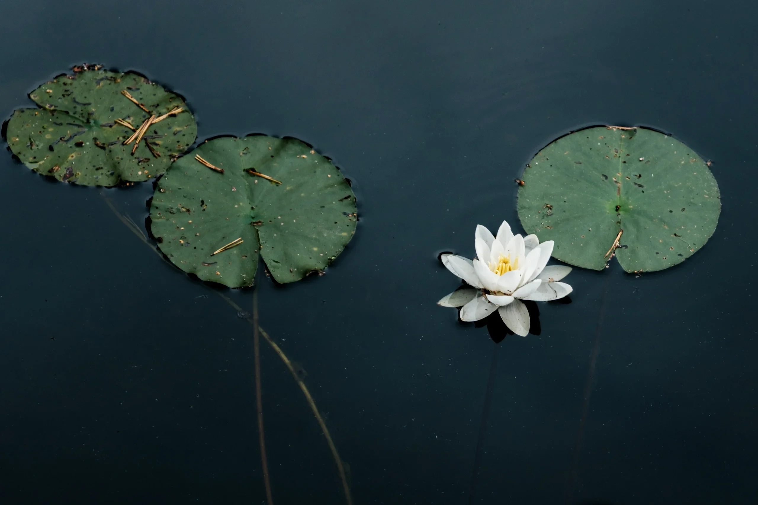 Patrick Cernoch Fotograf Thalwil Schweden Landschaft Seerose
